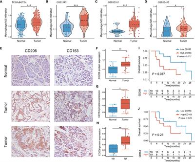 Integrated transcriptomics, proteomics and metabolomics-based analysis uncover TAM2-associated glycolysis and pyruvate metabolic remodeling in pancreatic cancer